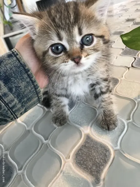 ID：2205-02340の子猫