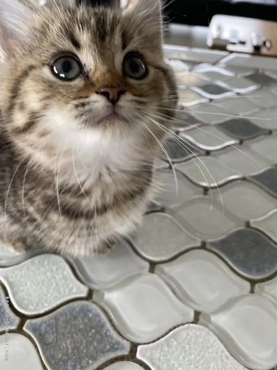 Annn 様のお迎えした子猫