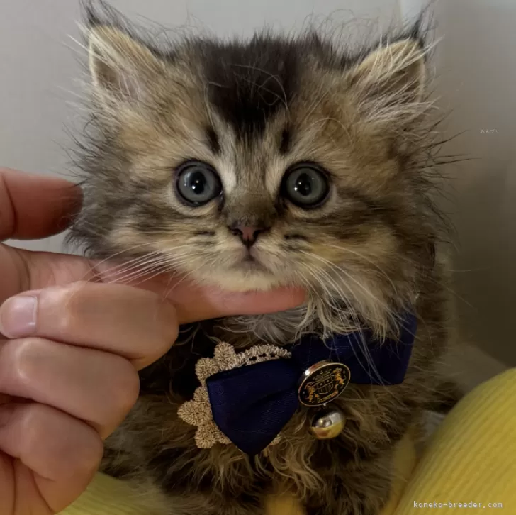 ミヌエット(短足)【大阪府・男の子・2024年4月29日・ブラウンタビー】の写真1