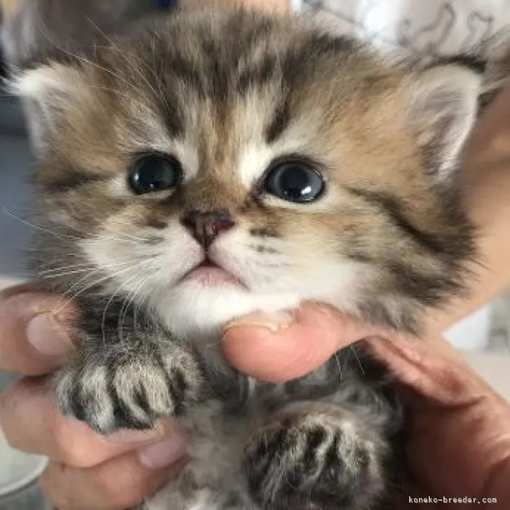 ID:2210-02289の子猫