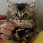 ミヌエット(短足)【大阪府・男の子・2024年4月29日・ブラウンタビー】の写真1