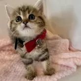 ミヌエット(長足)【大阪府・女の子・2024年9月17日・ブラウンクラシックタビー】の写真3