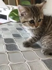 ミヌエット【大阪府・男の子・2022年3月20日・ブラウンマックレルタビー】の写真3