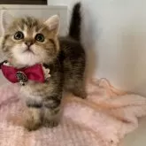 ミヌエット(長足)【大阪府・女の子・2024年9月17日・ブラウンクラシックタビー】の写真4