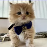 ミヌエット(長足)【大阪府・男の子・2024年10月13日・レッドタビーアンドホワイト】の写真7