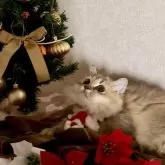 ミヌエット(短足)【大阪府・女の子・2025年5月25日・ブラウンパッチドタビー】の写真4