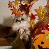 ミヌエット(短足)【大阪府・女の子・2025年5月25日・ブラウンパッチドタビー】の写真5