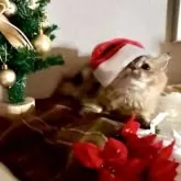 ミヌエット(長足)【大阪府・女の子・2025年4月22日・ブラウンパッチドタビー】の写真3