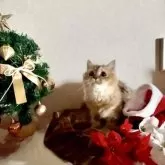 ミヌエット(長足)【大阪府・女の子・2025年4月22日・ブラウンパッチドタビー】の写真4