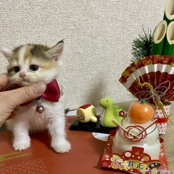 ID：2412-01948の子猫