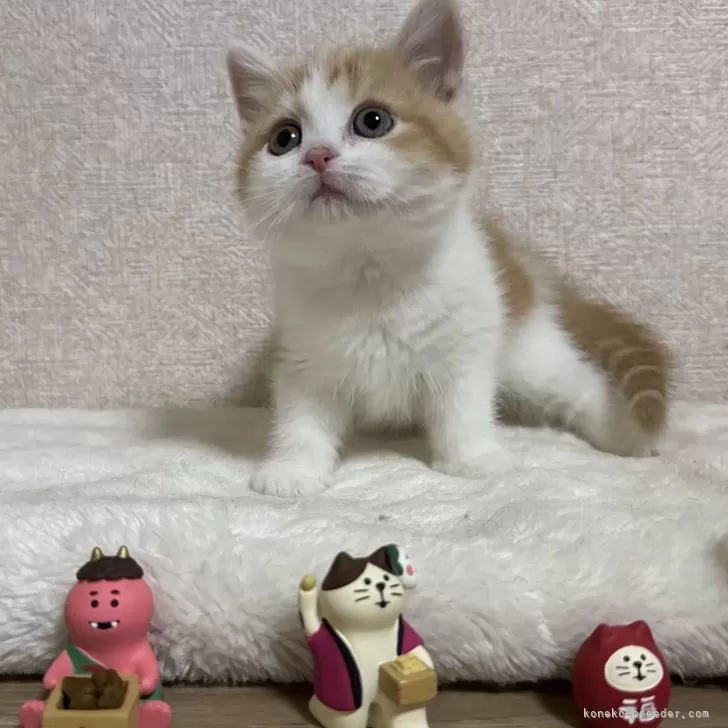 ID：2412-01945の子猫