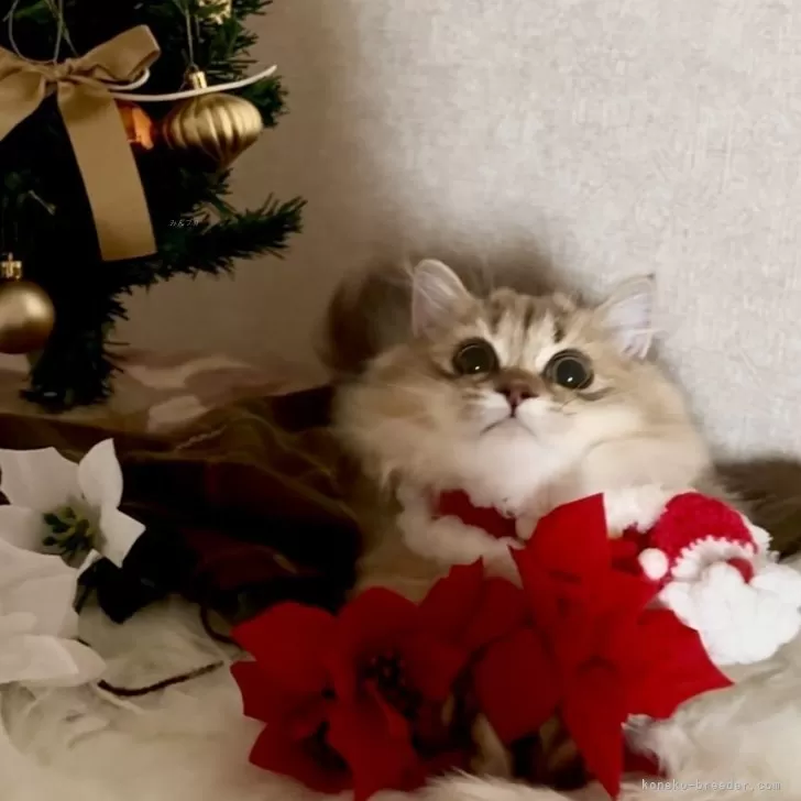 ミヌエット(短足)【大阪府・女の子・2025年5月25日・ブラウンパッチドタビー】の写真1