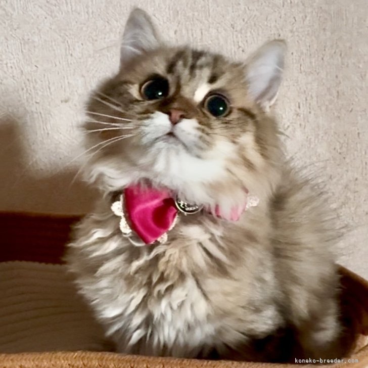 ブリーダー画像