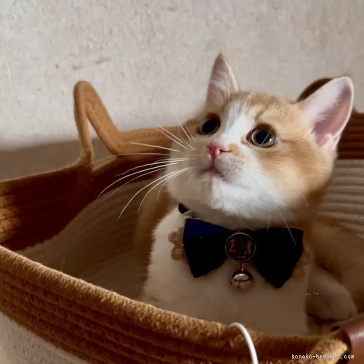 ID：2506-00758の子猫