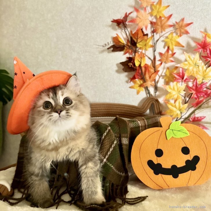ブリーダー画像