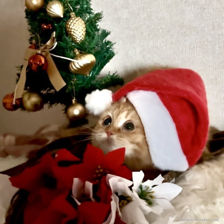 ブリーダー画像