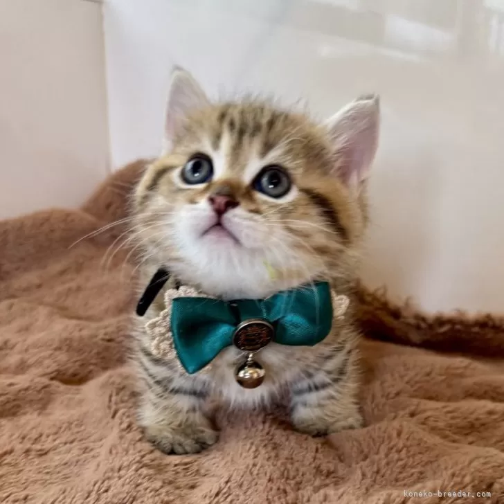 ID:2505-00270の子猫