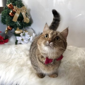 ミヌエット(短足)【大阪府・女の子・2025年4月22日・ブラウンパッチドタビー】の写真「🏆2025上半期ミヌエット関西3位大阪2位受賞」