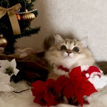 ミヌエット(短足)【大阪府・女の子・2025年5月25日・ブラウンパッチドタビー（長毛）】の写真「🏆2025上半期ミヌエット関西3位大阪2位受賞」