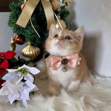 ミヌエット(長足)【大阪府・女の子・2025年10月15日・レッドタビー&ホワイト（短毛）】の写真「綺麗な毛色に優しいお顔のとても可愛い女の子🥰」