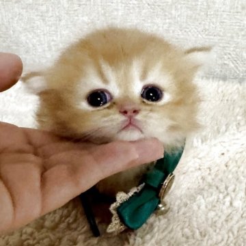 ミヌエット(短足)【大阪府・男の子・2025年5月25日・レッドタビー（長毛）】の写真「お目めくりくり🩷遺伝子病発症しません✨」