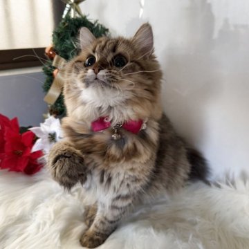 ミヌエット(長足)【大阪府・女の子・2025年4月3日・ブラウンタビー（長毛）】の写真「🏆2025上半期ミヌエット関西3位大阪2位受賞」