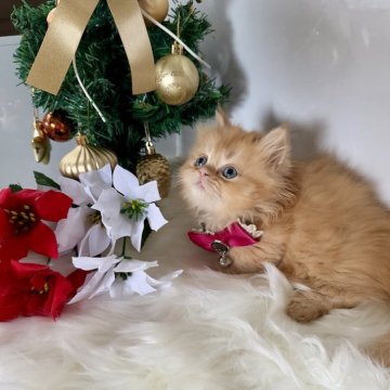 ミヌエット(短足)【大阪府・女の子・2025年10月15日・レッドタビー（長毛）】の写真「ぷくぷくほっぺの短足タレ目の激カワちゃん❤️」