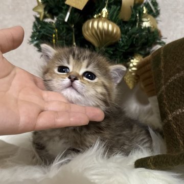 ミヌエット(短足)【大阪府・女の子・2025年10月14日・ブラウンマッカレルタビー（短毛）】の写真「まん丸お顔の可愛すぎる短足ちゃん🥰」