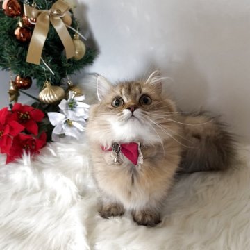 ミヌエット(短足)【大阪府・女の子・2025年5月25日・ブラウンパッチドタビー（長毛）】の写真「🏆2025上半期ミヌエット関西3位大阪2位受賞」