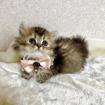 ミヌエット(短足)【大阪府・女の子・2025年5月25日・ブラウンパッチドタビー（長毛）】の写真「🏆2025上半期ミヌエット関西3位大阪2位受賞」