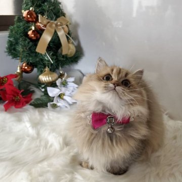 ミヌエット(短足)【大阪府・女の子・2025年5月25日・ブラウンパッチドタビー（長毛）】の写真「🏆2025上半期ミヌエット関西3位大阪2位受賞」