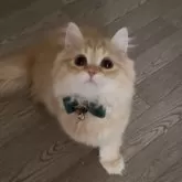 ミヌエット(長足)【大阪府・男の子・2024年10月13日・レッドタビーアンドホワイト】の写真1