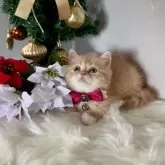 ミヌエット(長足)