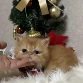 ミヌエット(短足)【大阪府・女の子・2025年10月15日・レッドタビー】の写真12