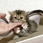 ミヌエット(短足)【大阪府・女の子・2025年5月25日・ブラウンパッチドタビー】の写真10