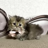 ミヌエット(短足)【大阪府・女の子・2025年5月25日・ブラウンパッチドタビー】の写真9