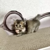 ミヌエット(短足)【大阪府・女の子・2025年5月25日・ブラウンパッチドタビー】の写真14