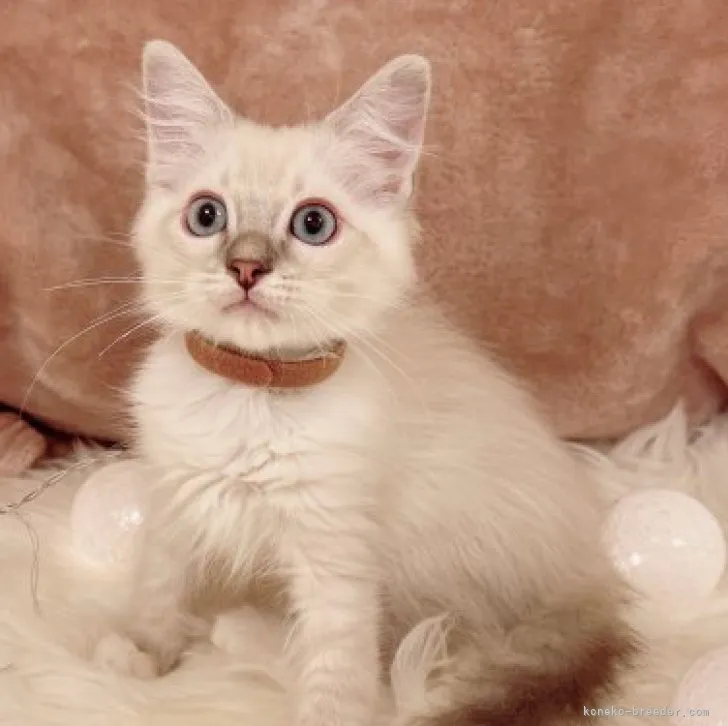 ID：2307-02645の子猫