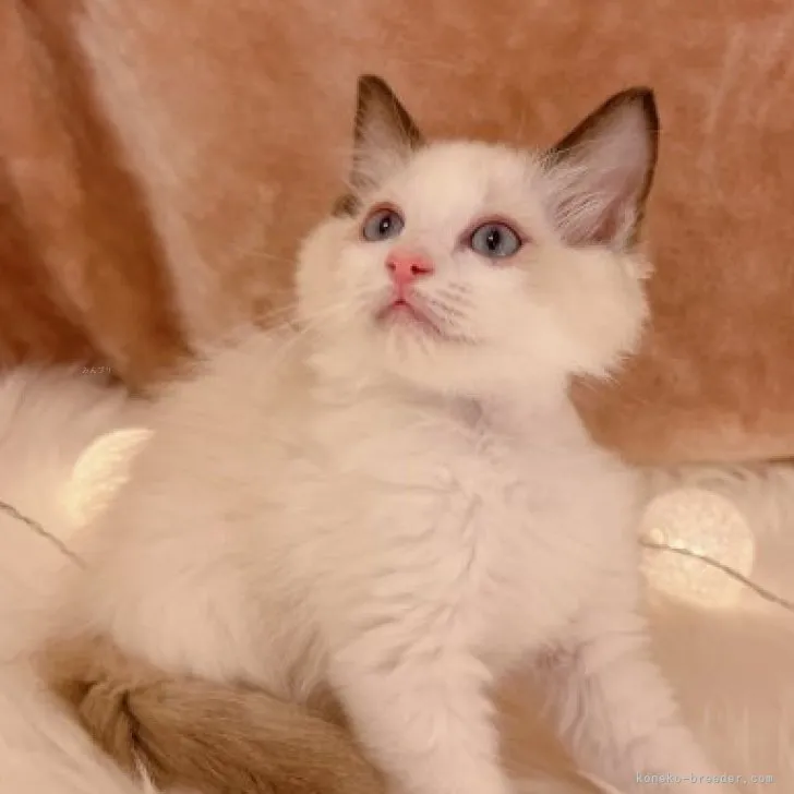 ID:2309-01707の子猫