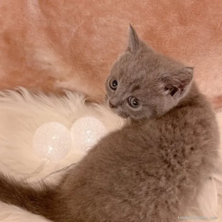 ID：2305-03332の子猫