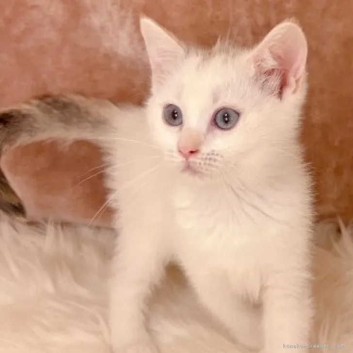 ID：2306-00081の子猫