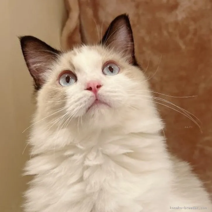 ID：2311-00798の子猫