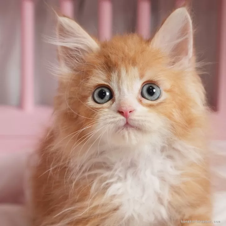 ID：2407-01640の子猫