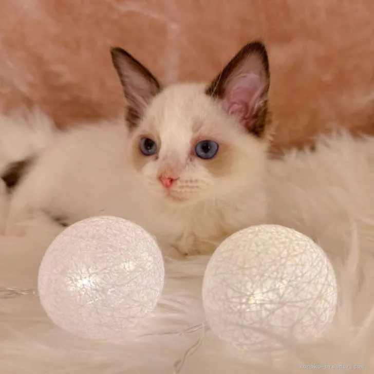 ID：2305-03037の子猫