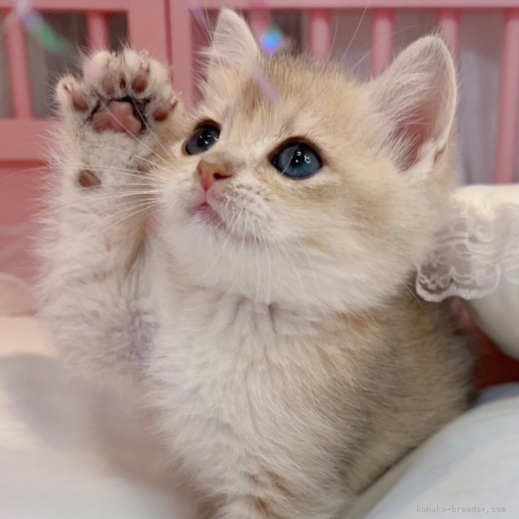 cat_img_1_f0c9bde34723.jpg