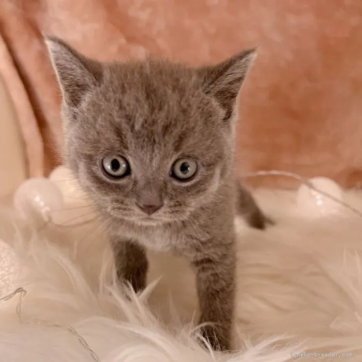 ID：2305-03328の子猫