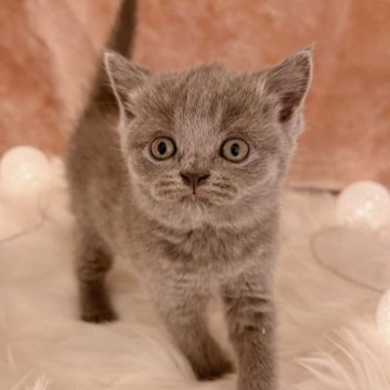 ブリティッシュショートヘア【神奈川県・女の子・2023年4月10日・ブルー】の写真「元気いっぱい可愛いお顔と女の子♥」