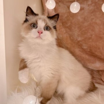 ラグドール【神奈川県・男の子・2023年2月5日・シールポイントバイカラー】の写真「靴下をはいたおちゃめなイケメンくん♪」