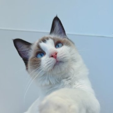 ラグドール【神奈川県・女の子・2023年4月10日・シールポイントバイカラー】の写真「抱っこ大好きな甘えん坊女の子♥」