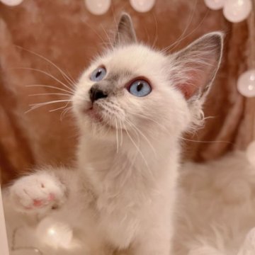 ラグドール【神奈川県・女の子・2023年7月7日・ブルーポイントミテッド】の写真「狙った獲物は離さない大胆不敵な可愛い女の子❤︎」